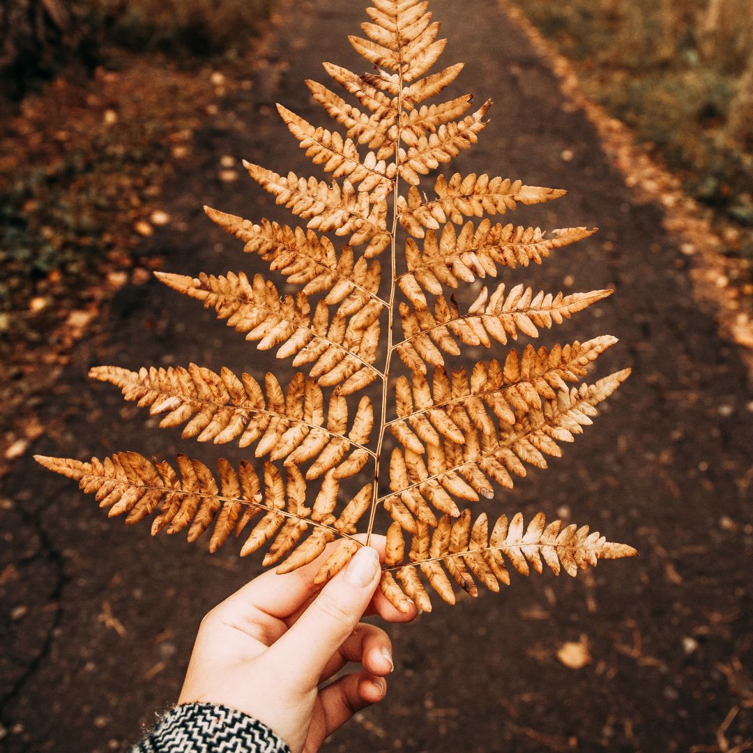 person holding autumn leaf in front of road