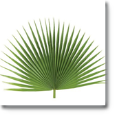 palm2.png